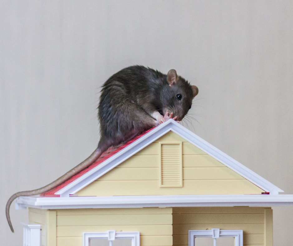 Get Rid of Roof Rats