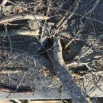 How Do Trees Damage Your Roof?