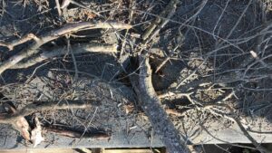 How Do Trees Damage Your Roof?