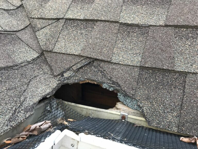 What Kind of Roof Damage Can Animals and Birds Cause?
